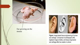 Ear growing on the
mouse
 