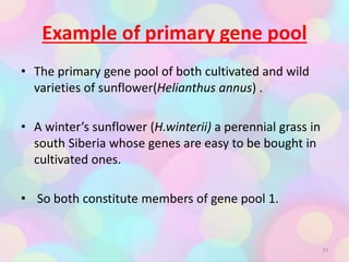 Example of primary gene pool
• The primary gene pool of both cultivated and wild
varieties of sunflower(Helianthus annus) .
• A winter’s sunflower (H.winterii) a perennial grass in
south Siberia whose genes are easy to be bought in
cultivated ones.
• So both constitute members of gene pool 1.
33
 