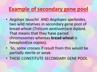 Example of secondary gene pool
• Aegilops tauschii AND Aegilopes speltoides,
two wild relatives in secondary gene pool of
bread wheat (Triticum aestivum)are diploid.
That means that they have paired
chromosomes whereas bread wheat is
hexaploid(six copies).
• So, some crosses if result from this would be
partially sterile or weak.
• THESE CONSTITUTE SECONDARY GENE POOL
35
 