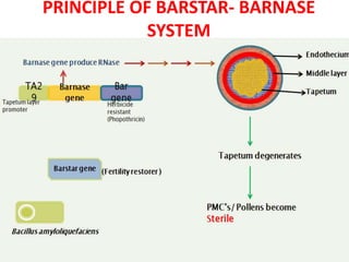 transgenic male sterlity | PPTX