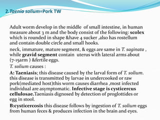 2.Taenia solium=Pork TW
Adult worm develop in the middle of small intestine, in human
measure about 3 m and the body consist of the following: scolex
which is rounded in shape &have 4 sucker ,also has rostellum
and contain double circle and small hooks.
neck, immature, mature segment, & eggs are same in T. saginata ,
while gravid segment contain uterus with lateral arms about
(7-15arm ) &fertile eggs.
T. solium causes :
A: Taeniasis; this disease caused by the larval form of T. solium.
this disease is transmitted by larvae in undercooked or raw
pork(mediated host)this worm causes diarrhea ,most infected
individual are asymptomatic. Infective stage is cysticercus
cellulosae.Taeniasis dignosed by detection of proglottides or
egg in stool.
B:cysticercosis this disease follows by ingestion of T. solium eggs
from human feces & produces infection in the brain and eyes.
 