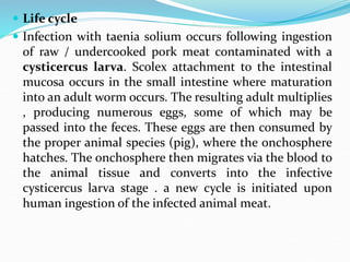  Life cycle
 Infection with taenia solium occurs following ingestion
of raw / undercooked pork meat contaminated with a
cysticercus larva. Scolex attachment to the intestinal
mucosa occurs in the small intestine where maturation
into an adult worm occurs. The resulting adult multiplies
, producing numerous eggs, some of which may be
passed into the feces. These eggs are then consumed by
the proper animal species (pig), where the onchosphere
hatches. The onchosphere then migrates via the blood to
the animal tissue and converts into the infective
cysticercus larva stage . a new cycle is initiated upon
human ingestion of the infected animal meat.
 