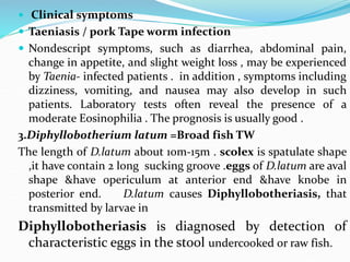  Clinical symptoms
 Taeniasis / pork Tape worm infection
 Nondescript symptoms, such as diarrhea, abdominal pain,
change in appetite, and slight weight loss , may be experienced
by Taenia- infected patients . in addition , symptoms including
dizziness, vomiting, and nausea may also develop in such
patients. Laboratory tests often reveal the presence of a
moderate Eosinophilia . The prognosis is usually good .
3.Diphyllobotherium latum =Broad fish TW
The length of D.latum about 10m-15m . scolex is spatulate shape
,it have contain 2 long sucking groove .eggs of D.latum are aval
shape &have opericulum at anterior end &have knobe in
posterior end. D.latum causes Diphyllobotheriasis, that
transmitted by larvae in
Diphyllobotheriasis is diagnosed by detection of
characteristic eggs in the stool undercooked or raw fish.
 