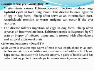4.Echinococcus granulosis=Dog TW
 E. granulosis causes Echinococcosis, infection produce large
hydatid cysts in liver, lung, brain. This disease follows ingestion
of egg in dog feces. Sheep often serve as an intermediate host.
Anaphylactic reaction to worm antigens can occur if the cyst
ruptures.
 The disease follows ingestion of eggs in dog feces. Sheep often
serve as an intermediate host. Echinococcosis is diagnosed by CT
scan or biopsy of infected tissue and is treated with albendazole
and surgical excision of cysts.
5.Hymenolepis nana =Dwarf TW
Adult worm is smallest tape worm of man it has length about 25-40 mm.
Scolex contain 4 sucker with short rostellum armed with circle of hook.
Eggs are oval in shape with hexanth embryo, 3 pairs of hooklet and has
polar thinking protect the embryo. H. nana causes Hymenolepiasis
 