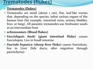 Trematodes (flukes)
 Trematodes (flukes)
 Trematodes are small (about 1 cm), flat, leaf-like worms
that, depending on the species, infest various organs of the
human host (for example, intestinal veins, urinary bladder,
liver, or lung). All parasitic trematodes use freshwater snails
as an intermediate host.
 schistosomes (Blood flukes)
 Fasciolopsis buski (giant intestinal fluke) causes
Fasciolopsis. Live in Small intestine
 Fasciola hepatica (sheep liver fluke) causes Fasciolosis.
live in Liver (bile ducts, after migration through
parenchyma)
 