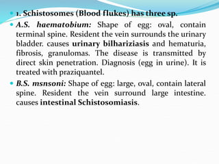  1. Schistosomes (Blood flukes) has three sp.
 A.S. haematobium: Shape of egg: oval, contain
terminal spine. Resident the vein surrounds the urinary
bladder. causes urinary bilhariziasis and hematuria,
fibrosis, granulomas. The disease is transmitted by
direct skin penetration. Diagnosis (egg in urine). It is
treated with praziquantel.
 B.S. msnsoni: Shape of egg: large, oval, contain lateral
spine. Resident the vein surround large intestine.
causes intestinal Schistosomiasis.
 