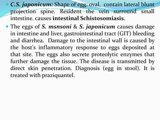  C.S. japonicum: Shape of egg: oval, contain lateral blunt
projection spine. Resident the vein surround small
intestine. causes intestinal Schistosomiasis.
 The eggs of S. msnsoni & S. japonicum causes damage
in intestine and liver, gastrointestinal tract (GIT) bleeding
and diarrhea. Damage to the intestinal wall is caused by
the host's inflammatory response to eggs deposited at
that site. The eggs also secrete proteolytic enzymes that
further damage the tissue. The disease is transmitted by
direct skin penetration. Diagnosis (egg in stool). It is
treated with praziquantel.
 