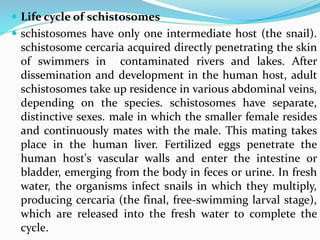  Life cycle of schistosomes
 schistosomes have only one intermediate host (the snail).
schistosome cercaria acquired directly penetrating the skin
of swimmers in contaminated rivers and lakes. After
dissemination and development in the human host, adult
schistosomes take up residence in various abdominal veins,
depending on the species. schistosomes have separate,
distinctive sexes. male in which the smaller female resides
and continuously mates with the male. This mating takes
place in the human liver. Fertilized eggs penetrate the
human host's vascular walls and enter the intestine or
bladder, emerging from the body in feces or urine. In fresh
water, the organisms infect snails in which they multiply,
producing cercaria (the final, free-swimming larval stage),
which are released into the fresh water to complete the
cycle.
 