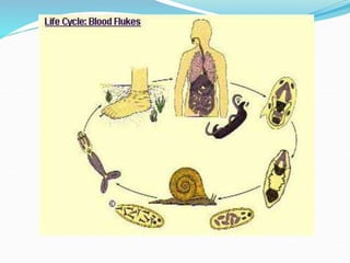 Arushi Gupta taenia.pptx