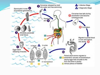 Arushi Gupta taenia.pptx