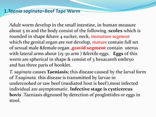 1.Taenia saginata=Beef Tape Warm
Adult worm develop in the small intestine, in human measure
about 5 m and the body consist of the following :scolex which is
rounded in shape &have 4 sucker, neck, immature segment
which the genital organ are not develop, mature contain full set
of sexual male &female organ ,gravid segment contain uterus
with lateral arms about (15-30 arm ) &fertile eggs. Eggs of this
worm are spherical in shape & consist of 3 hexacanth embryo
and has three paris of hooklet.
T. saginata causes Taeniasis; this disease caused by the larval form
of T.saginata. this disease is transmitted by larvae in
undercooked or raw beef (mediated host is beef),most infected
individual are asymptomatic. Infective stage is cysticercus
bovis .Taeniasis dignosed by detection of proglottides or eggs in
stool.
 