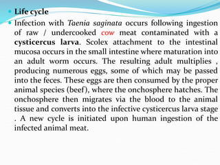  Life cycle
 Infection with Taenia saginata occurs following ingestion
of raw / undercooked cow meat contaminated with a
cysticercus larva. Scolex attachment to the intestinal
mucosa occurs in the small intestine where maturation into
an adult worm occurs. The resulting adult multiplies ,
producing numerous eggs, some of which may be passed
into the feces. These eggs are then consumed by the proper
animal species (beef), where the onchosphere hatches. The
onchosphere then migrates via the blood to the animal
tissue and converts into the infective cysticercus larva stage
. A new cycle is initiated upon human ingestion of the
infected animal meat.
 