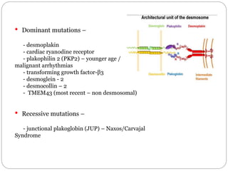 • Dominant mutations –
- desmoplakin
- cardiac ryanodine receptor
- plakophilin 2 (PKP2) – younger age /
malignant arrhythmias
- transforming growth factor-β3
- desmoglein - 2
- desmocollin – 2
- TMEM43 (most recent – non desmosomal)
• Recessive mutations –
- junctional plakoglobin (JUP) – Naxos/Carvajal
Syndrome
 