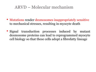 ARVD – Molecular mechanism
“ARRYTHMOGENIC RIGHT
VENTRICULAR
CARDIOMYOPATHY”
• Mutations render desmosomes inappropriately sensitive
to mechanical stresses, resulting in myocyte death
• Signal transduction processes induced by mutant
desmosome proteins can lead to reprogrammed myocyte
cell biology so that these cells adopt a fibrofatty lineage
 