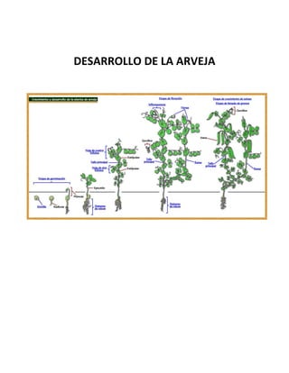 DESARROLLO DE LA ARVEJA
 