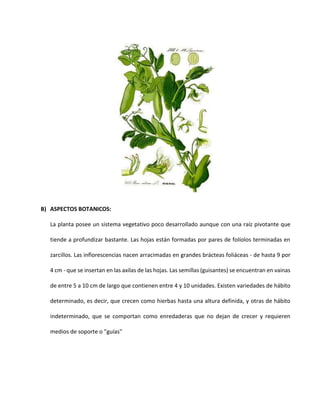 B) ASPECTOS BOTANICOS:
La planta posee un sistema vegetativo poco desarrollado aunque con una raíz pivotante que
tiende a profundizar bastante. Las hojas están formadas por pares de folíolos terminadas en
zarcillos. Las inflorescencias nacen arracimadas en grandes brácteas foliáceas - de hasta 9 por
4 cm - que se insertan en las axilas de las hojas. Las semillas (guisantes) se encuentran en vainas
de entre 5 a 10 cm de largo que contienen entre 4 y 10 unidades. Existen variedades de hábito
determinado, es decir, que crecen como hierbas hasta una altura definida, y otras de hábito
indeterminado, que se comportan como enredaderas que no dejan de crecer y requieren
medios de soporte o "guías"
 