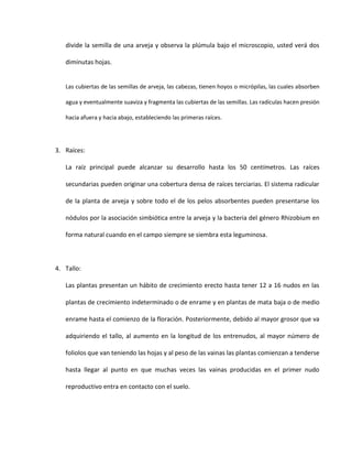divide la semilla de una arveja y observa la plúmula bajo el microscopio, usted verá dos
diminutas hojas.
Las cubiertas de las semillas de arveja, las cabezas, tienen hoyos o micrópilas, las cuales absorben
agua y eventualmente suaviza y fragmenta las cubiertas de las semillas. Las radículas hacen presión
hacia afuera y hacia abajo, estableciendo las primeras raíces.
3. Raíces:
La raíz principal puede alcanzar su desarrollo hasta los 50 centímetros. Las raíces
secundarias pueden originar una cobertura densa de raíces terciarias. El sistema radicular
de la planta de arveja y sobre todo el de los pelos absorbentes pueden presentarse los
nódulos por la asociación simbiótica entre la arveja y la bacteria del género Rhizobium en
forma natural cuando en el campo siempre se siembra esta leguminosa.
4. Tallo:
Las plantas presentan un hábito de crecimiento erecto hasta tener 12 a 16 nudos en las
plantas de crecimiento indeterminado o de enrame y en plantas de mata baja o de medio
enrame hasta el comienzo de la floración. Posteriormente, debido al mayor grosor que va
adquiriendo el tallo, al aumento en la longitud de los entrenudos, al mayor número de
foliolos que van teniendo las hojas y al peso de las vainas las plantas comienzan a tenderse
hasta llegar al punto en que muchas veces las vainas producidas en el primer nudo
reproductivo entra en contacto con el suelo.
 