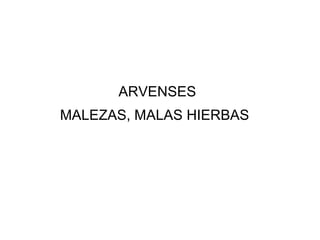 ARVENSES   MALEZAS, MALAS HIERBAS   