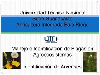 Universidad Técnica Nacional
Sede Guanacaste
Agricultura Integrada Bajo Riego
Manejo e Identificación de Plagas en
Agroecosistemas
Identificación de Arvenses
 