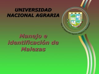 UNIVERSIDAD
NACIONAL AGRARIA
Manejo e
identificación de
Malezas
 