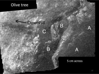 Olive tree




             5 cm across

                           17
 