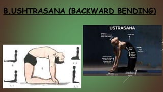 B.USHTRASANA (BACKWARD BENDING)
 