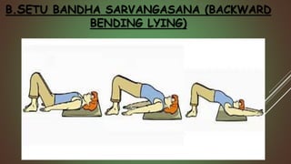 B.SETU BANDHA SARVANGASANA (BACKWARD
BENDING LYING)
 