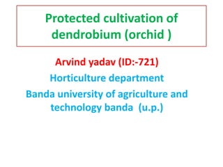 Protected cultivation of
dendrobium (orchid )
Arvind yadav (ID:-721)
Horticulture department
Banda university of agriculture and
technology banda (u.p.)
 