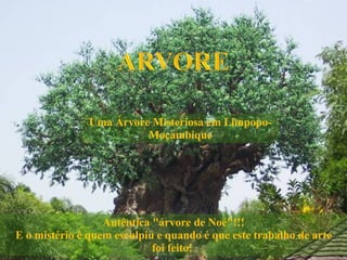 Autêntica &quot;árvore de Noé&quot;!!! E o mistério é quem esculpiu e quando é que este trabalho de arte foi feito!  Uma Árvore Misteriosa em Limpopo- Moçambique 