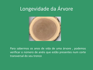 Longevidade da Árvore
Para sabermos os anos de vida de uma árvore , podemos
verificar o número de anéis que estão presentes num corte
transversal do seu tronco
 