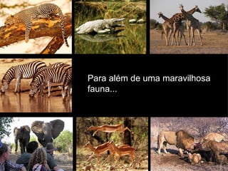 Para além de uma maravilhosa  fauna... 