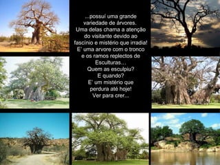 ...possu í   uma grande variedade de  á rvores.  Uma delas chama a atenç ã o do visitante devido ao fasc í nio e mistério que irradia! E’ uma arvore com o tronco e os ramos replectos de Esculturas… Quem as esculpiu? E quando? E’ um mistério que perdura até hoje! Ver para crer... 