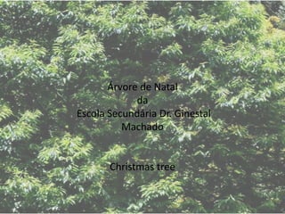 Árvore de Natal da  Escola Secundária Dr. Ginestal Machado Christmas tree 