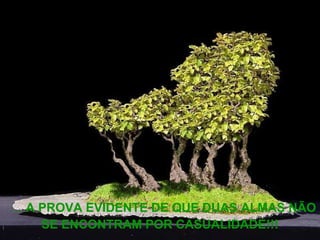 …  A PROVA EVIDENTE DE QUE DUAS ALMAS NÃO SE ENCONTRAM POR CASUALIDADE!!! 