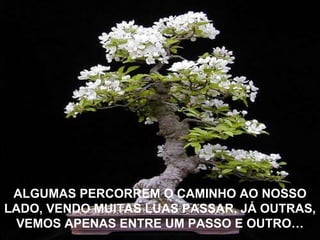 ALGUMAS PERCORREM O CAMINHO AO NOSSO LADO, VENDO MUITAS LUAS PASSAR, JÁ OUTRAS, VEMOS APENAS ENTRE UM PASSO E OUTRO… 