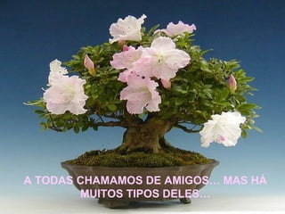 A TODAS CHAMAMOS DE AMIGOS… MAS HÁ MUITOS TIPOS DELES… 