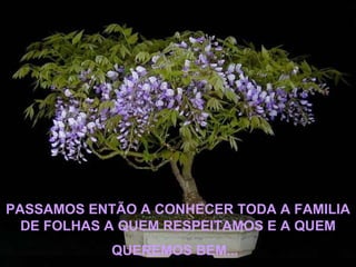PASSAMOS ENTÃO A CONHECER TODA A FAMILIA DE FOLHAS A QUEM RESPEITAMOS E A QUEM QUEREMOS BEM...   