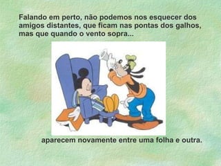 Falando em perto, não podemos nos esquecer dos amigos distantes, que ficam nas pontas dos galhos, mas que quando o vento sopra... aparecem novamente entre uma folha e outra. 