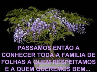 PASSAMOS ENTÃO A CONHECER TODA A FAMILIA DE FOLHAS A QUEM RESPEITAMOS E A QUEM QUEREMOS BEM...   
