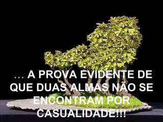 …  A PROVA EVIDENTE DE QUE DUAS ALMAS NÃO SE ENCONTRAM POR CASUALIDADE!!! 