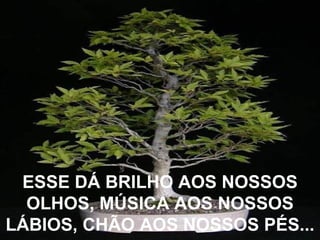 ESSE DÁ BRILHO AOS NOSSOS OLHOS, MÚSICA AOS NOSSOS LÁBIOS, CHÃO AOS NOSSOS PÉS... 