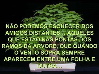 NÃO PODEMOS ESQUECER DOS
 AMIGOS DISTANTES… AQUELES
  QUE ESTÃO NAS PONTAS DOS
RAMOS DA ÁRVORE, QUE QUANDO
    O VENTO SOPRA SEMPRE
 APARECEM ENTRE UMA FOLHA E
           OUTRA…
 