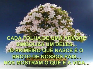 CADA FOLHA DE UMA ÁRVORE
    SIMBOLIZA UM DELES...
  O PRIMEIRO QUE NASCE É O
   BROTO DE NOSSOS PAIS...
NOS MOSTRAM O QUE É A VIDA...
 