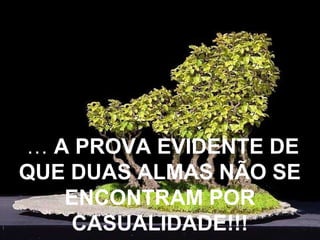 … A PROVA EVIDENTE DE
QUE DUAS ALMAS NÃO SE
ENCONTRAM POR
CASUALIDADE!!!

 