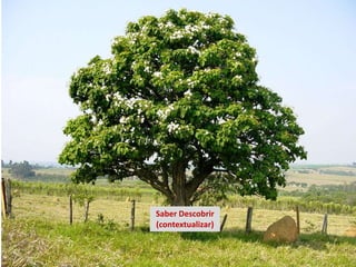 Saber Descobrir
(contextualizar)
 