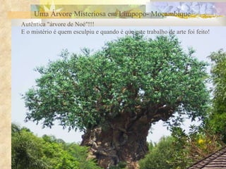 Uma Árvore Misteriosa em Limpopo- Moçambique Autêntica &quot;árvore de Noé&quot;!!! E o mistério é quem esculpiu e quando é que este trabalho de arte foi feito!  