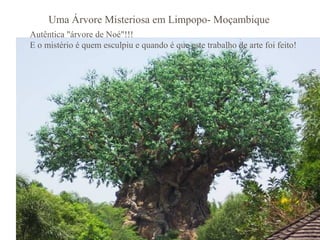 Uma Árvore Misteriosa em Limpopo- Moçambique
Autêntica "árvore de Noé"!!!
E o mistério é quem esculpiu e quando é que este trabalho de arte foi feito!
 