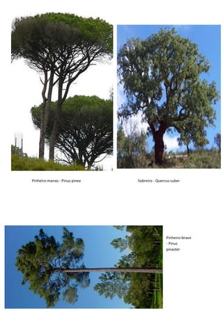 Pinheiro-manso - Pinus pinea Sobreiro - Quercus suber
Pinheiro-bravo
- Pinus
pinaster
 