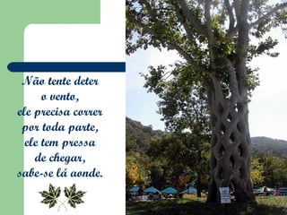 Não tente deter  o vento,  ele precisa correr  por toda parte,  ele tem pressa  de chegar,  sabe-se lá aonde.  