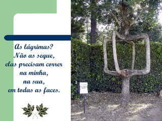 As lágrimas?  Não as seque,  elas precisam correr  na minha,  na sua,  em todas as faces.  